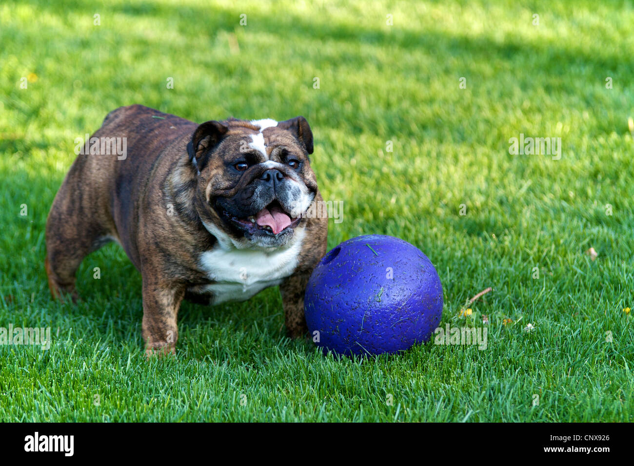 English Bulldog outside in the grass with purple ball Stock Photo