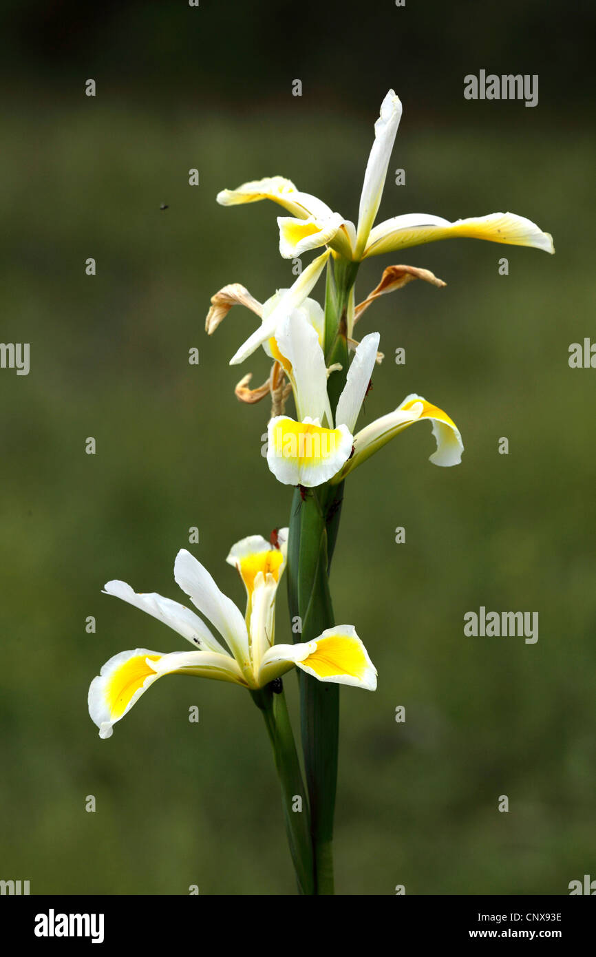 Oriental iris (Iris orientalis), blooming, Greece, Lesbos Stock Photo