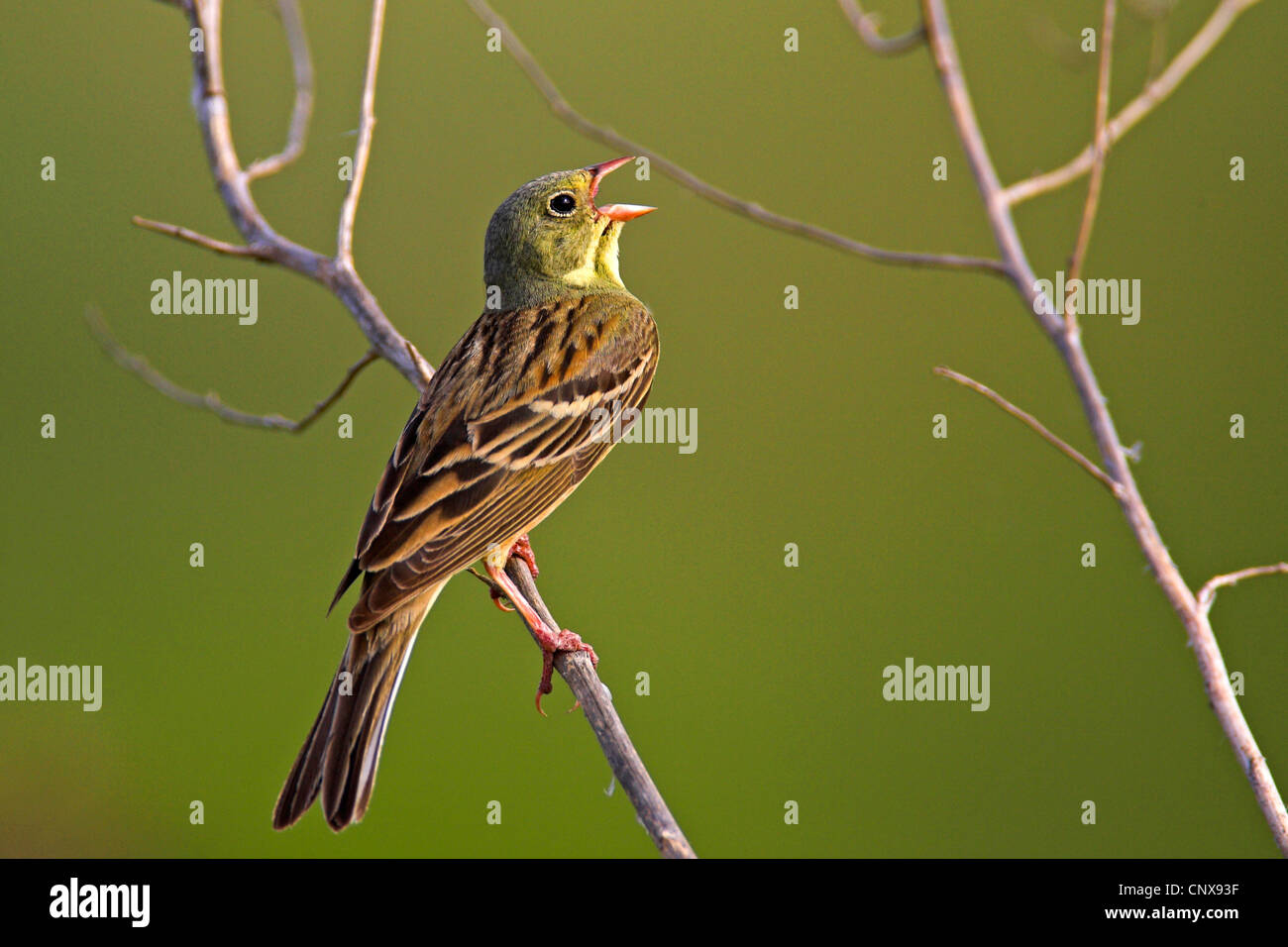 ortolan bunting (Emberiza hortulana), singing male, Bulgaria Stock Photo