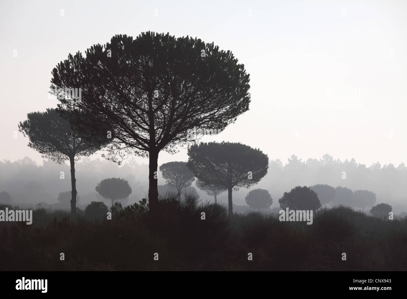 umbrella pine (Pinus pinea), umbrella pines in mornig mist, Spain, Coto De Donana National Park, Acebron Stock Photo