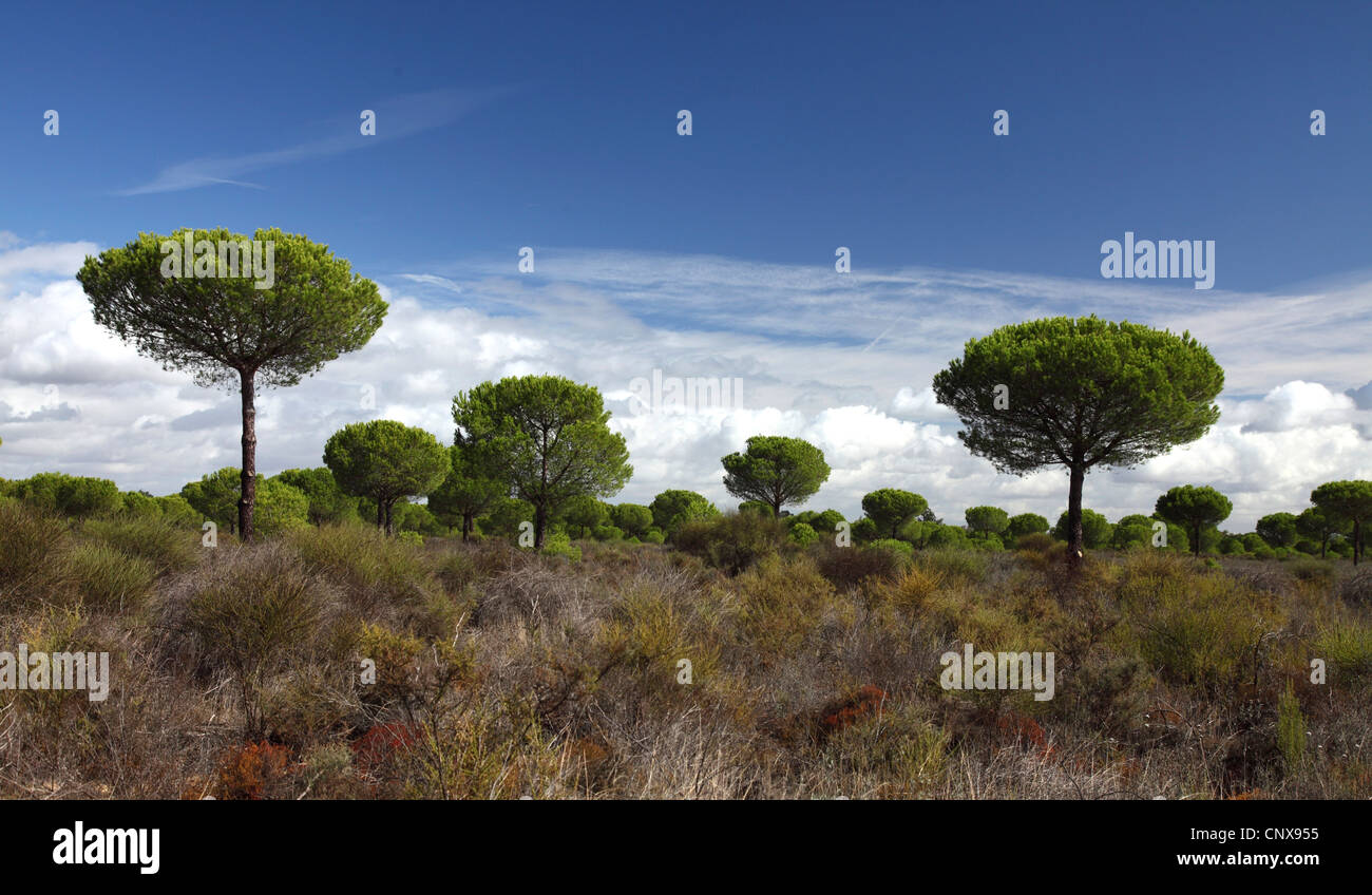 umbrella pine (Pinus pinea), landcape with umbrella pines, Spain, Coto De Donana National Park, Acebron Stock Photo
