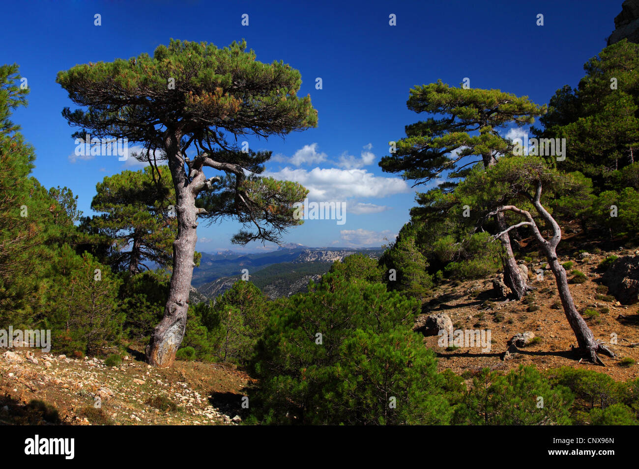 European black pine, Austrian pine, Black Pine, Corsican Pine (Pinus