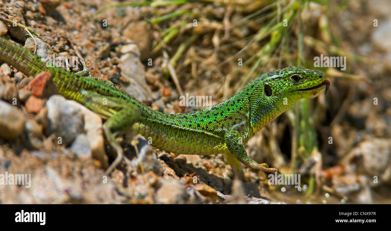 Balkan green lizard, Balkan emerald lizard (Lacerta trilineata), flicking male, Greece, Lesbos Stock Photo