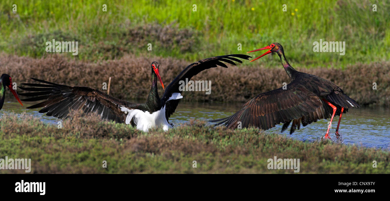 Angry flapping and fighting hi-res stock photography and images - Alamy