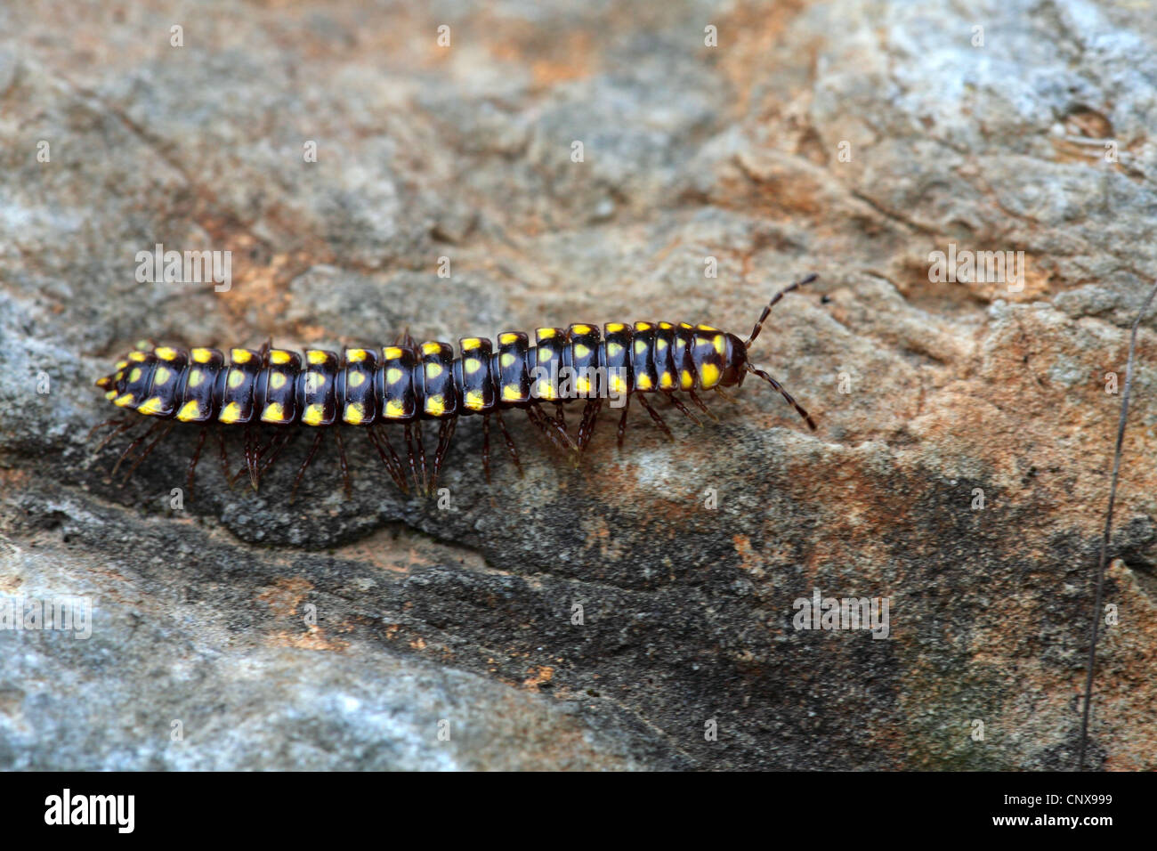 Yellow-and-Black Flat-backed Millipede (Melaphe spec.), crawling on a rock, Greece, Lesbos Stock Photo