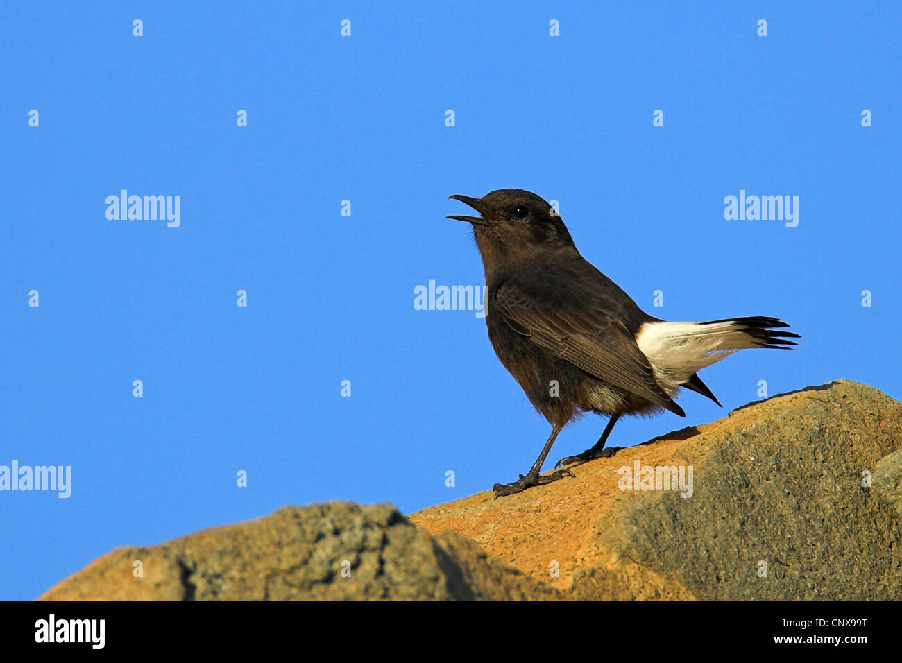 black wheatear (Oenanthe leucura), male sitting on a stone singing, Spain, Almeria Stock Photo