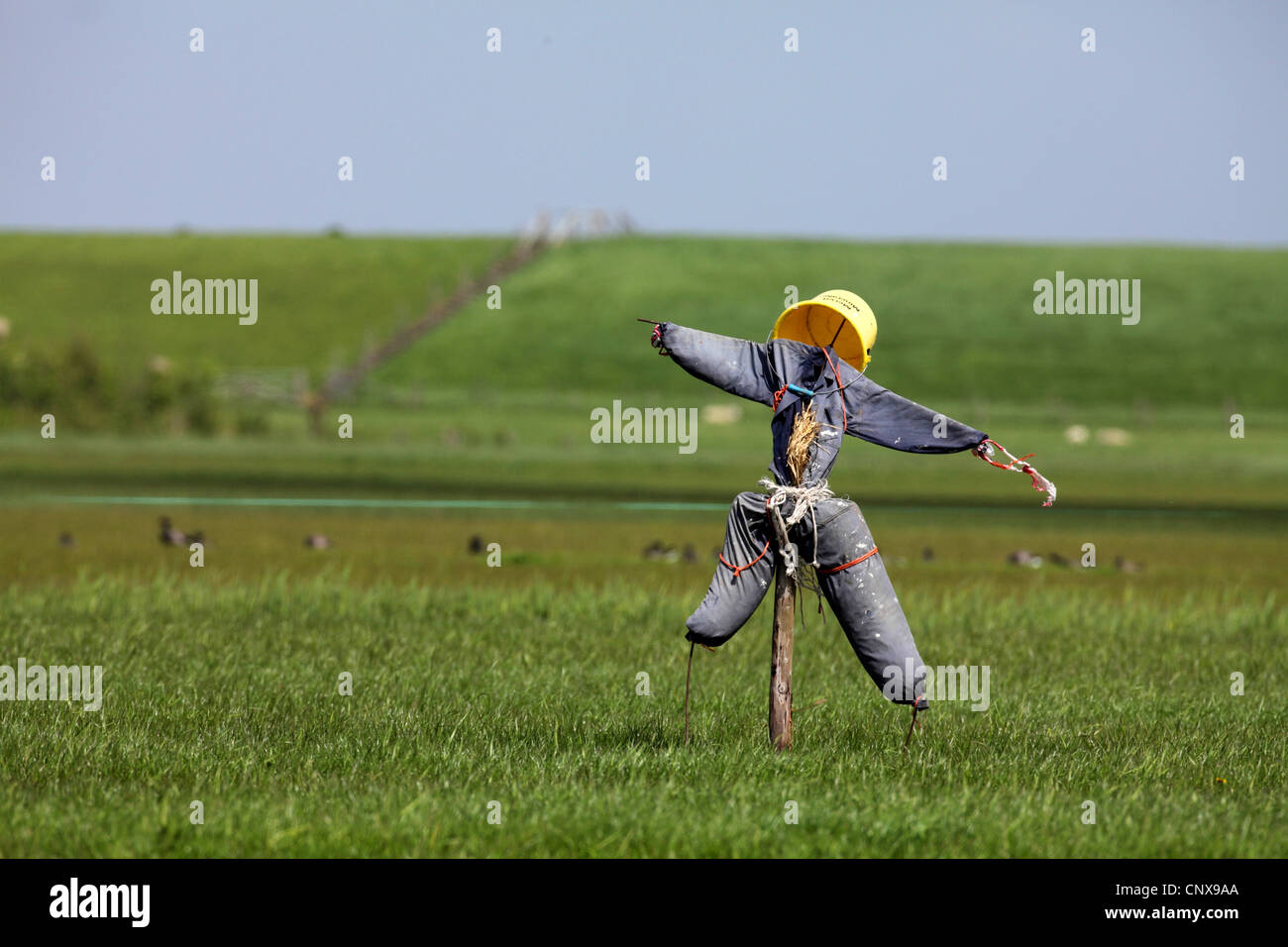 scarecrow on a field, Netherlands, Texel Stock Photo