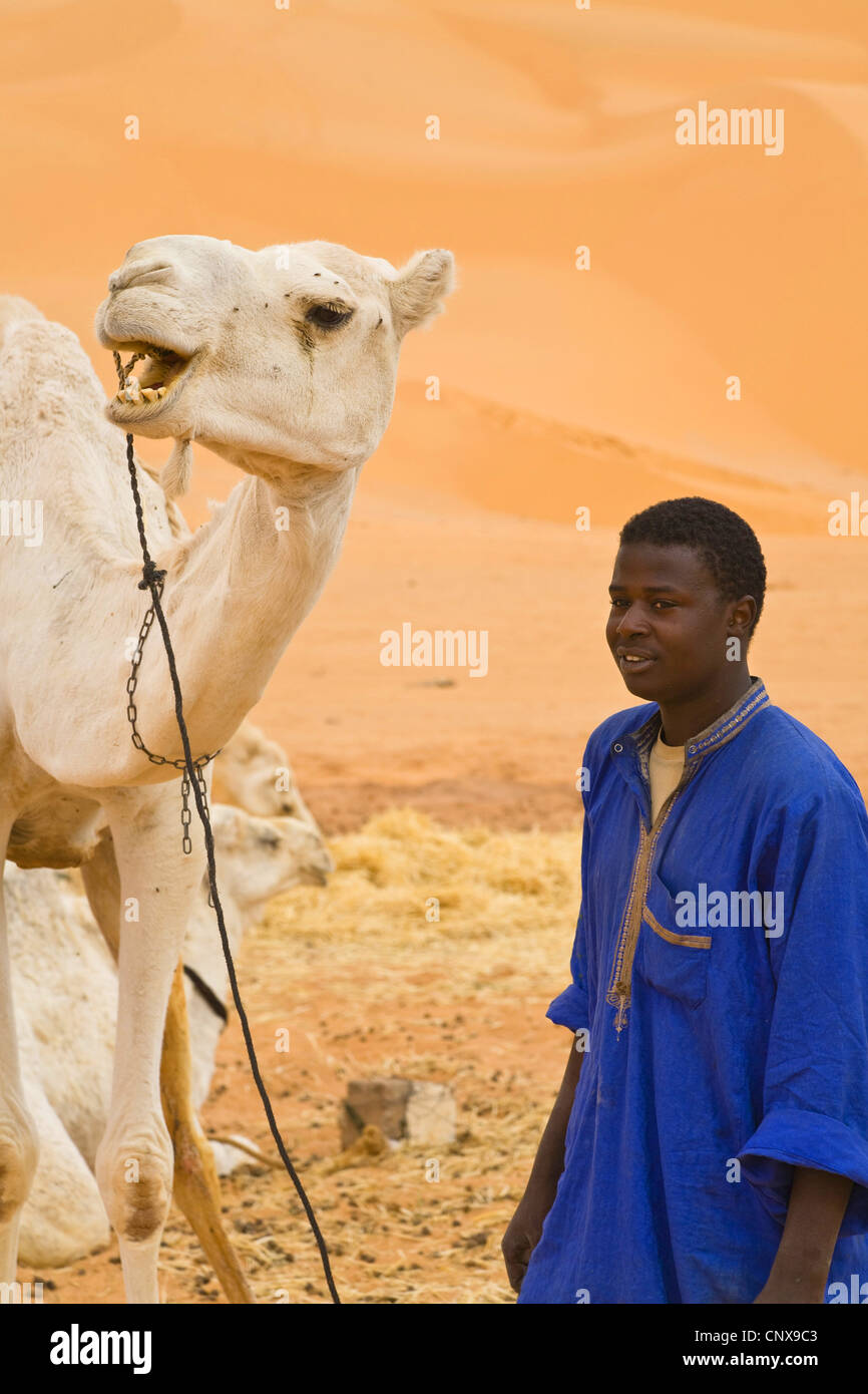 dromedary, one-humped camel (Camelus dromedarius), man with resting dromedaries in front of looming sand dunes, Libya, Sahara, Germa Stock Photo