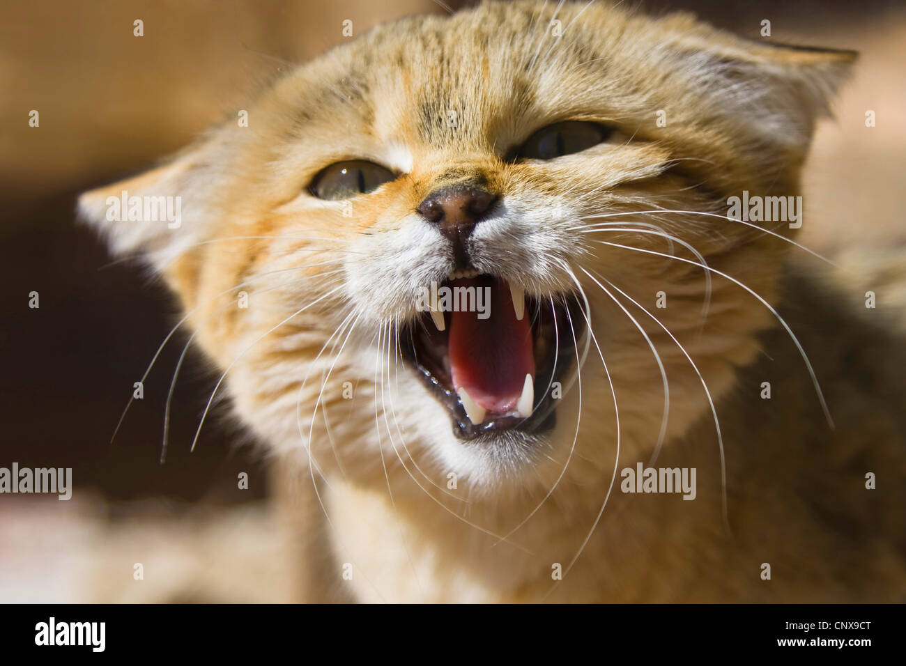African wildcat (Felis lybica, Felis libyca, Felis silvestris lybica, Felis silvestris libyca), snarling, Libya Stock Photo