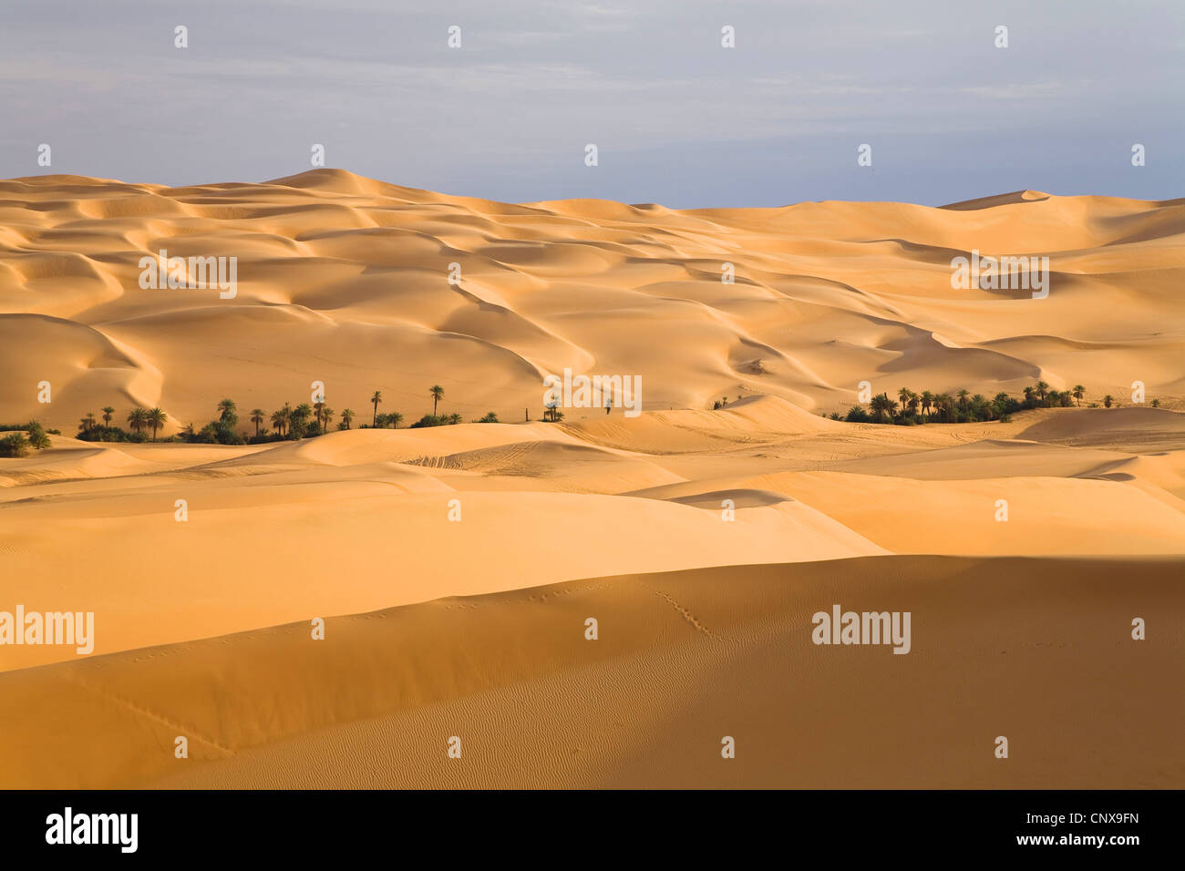 Um el Ma oasis among sanddunes of the Libyan desert, Libya, Sahara Stock Photo