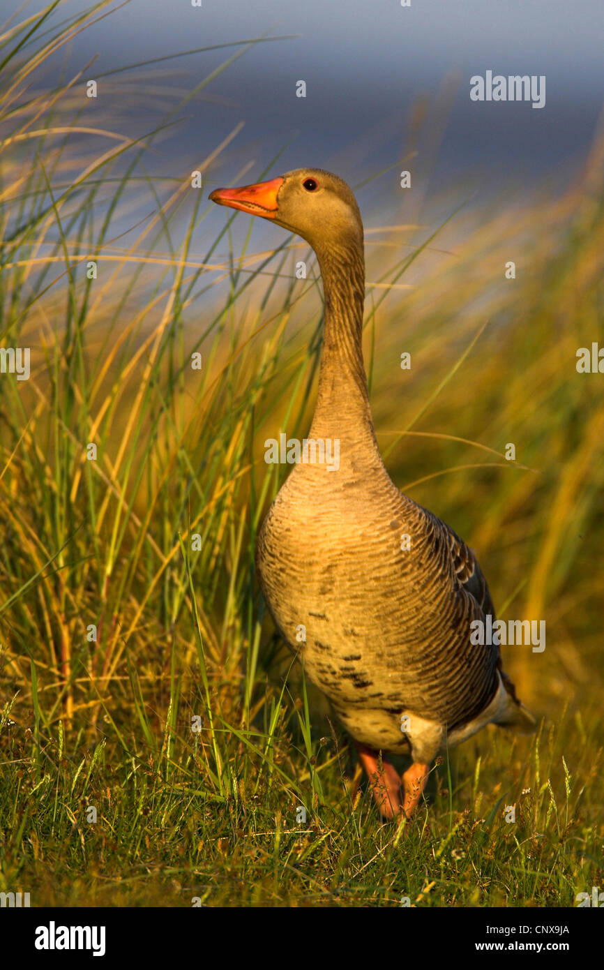 greylag goose (Anser anser), in dunes, Netherlands, Texel Stock Photo