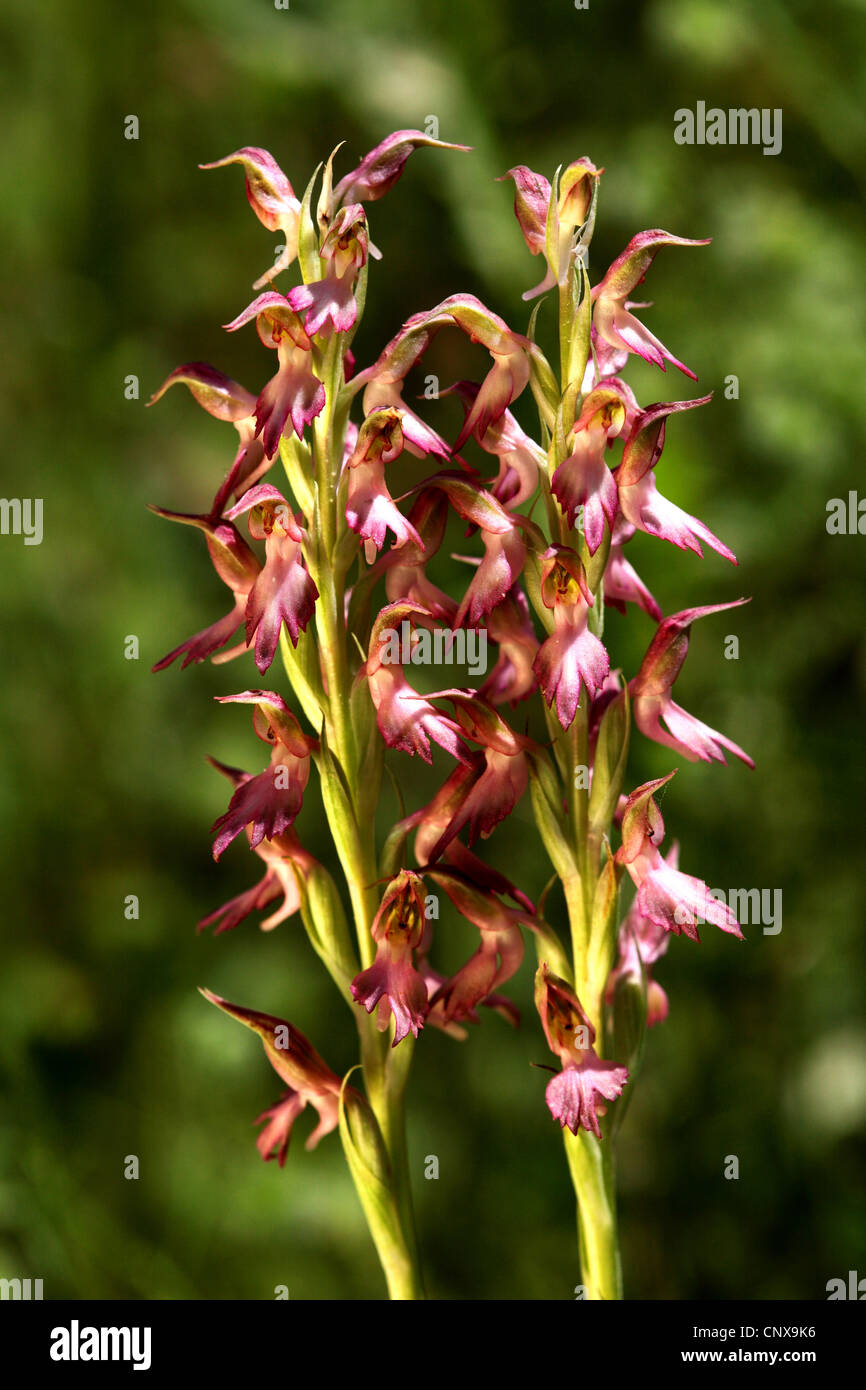 holy land orchis (Orchis sancta), inflorescences, Greece, Lesbos Stock Photo