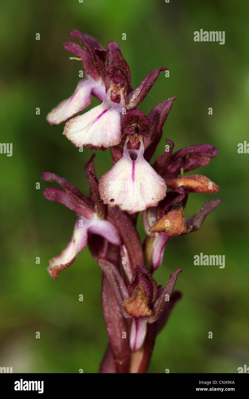 Orchis collina (Orchis collina), inflorescence, Greece, Lesbos Stock Photo