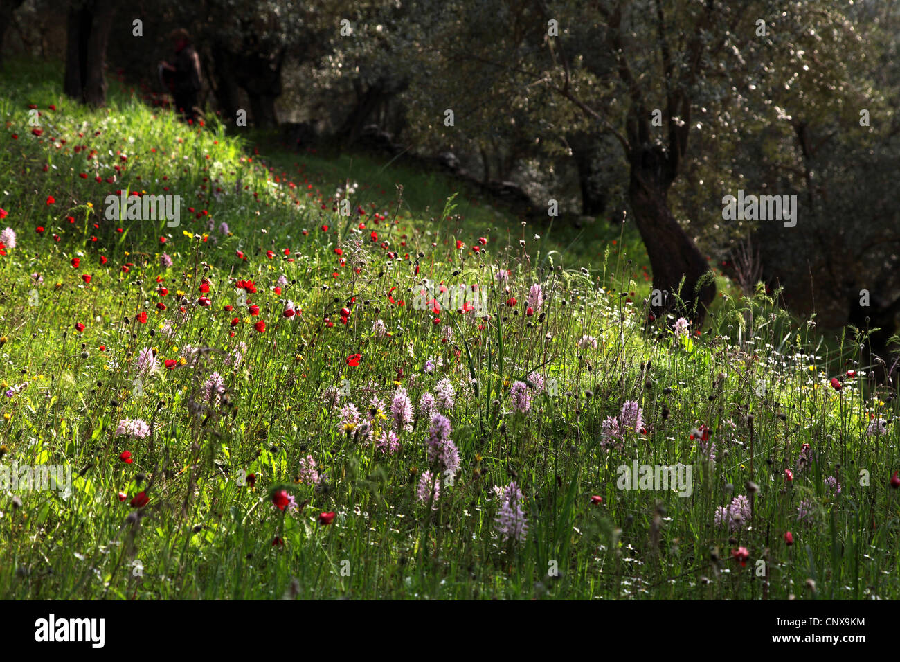 Italian orchid (Orchis italica), flower meadow, Greece, Lesbos Stock Photo