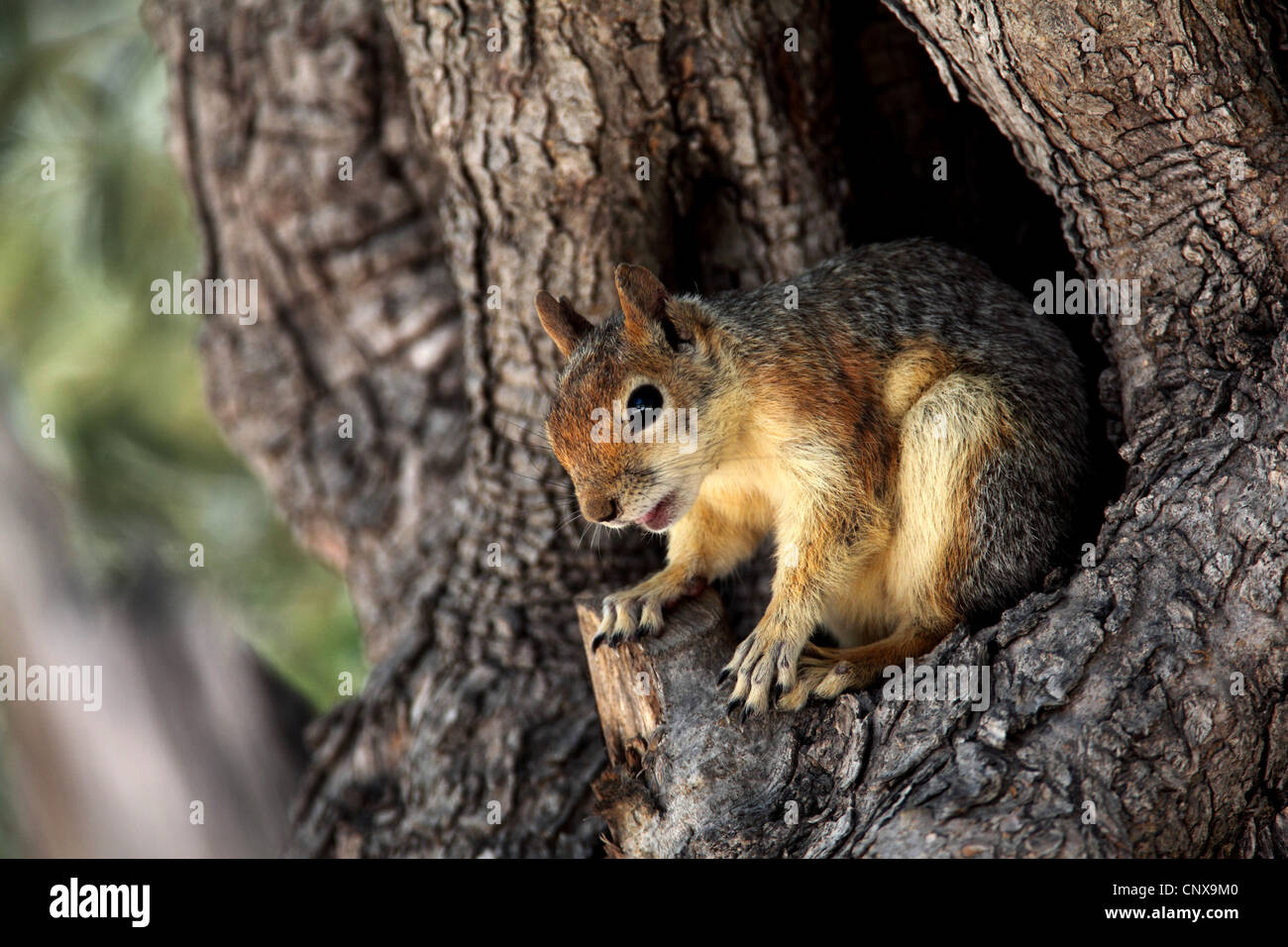 Persian squirrel (Sciurus anomalus), sitting at its den, Greece, Lesbos Stock Photo