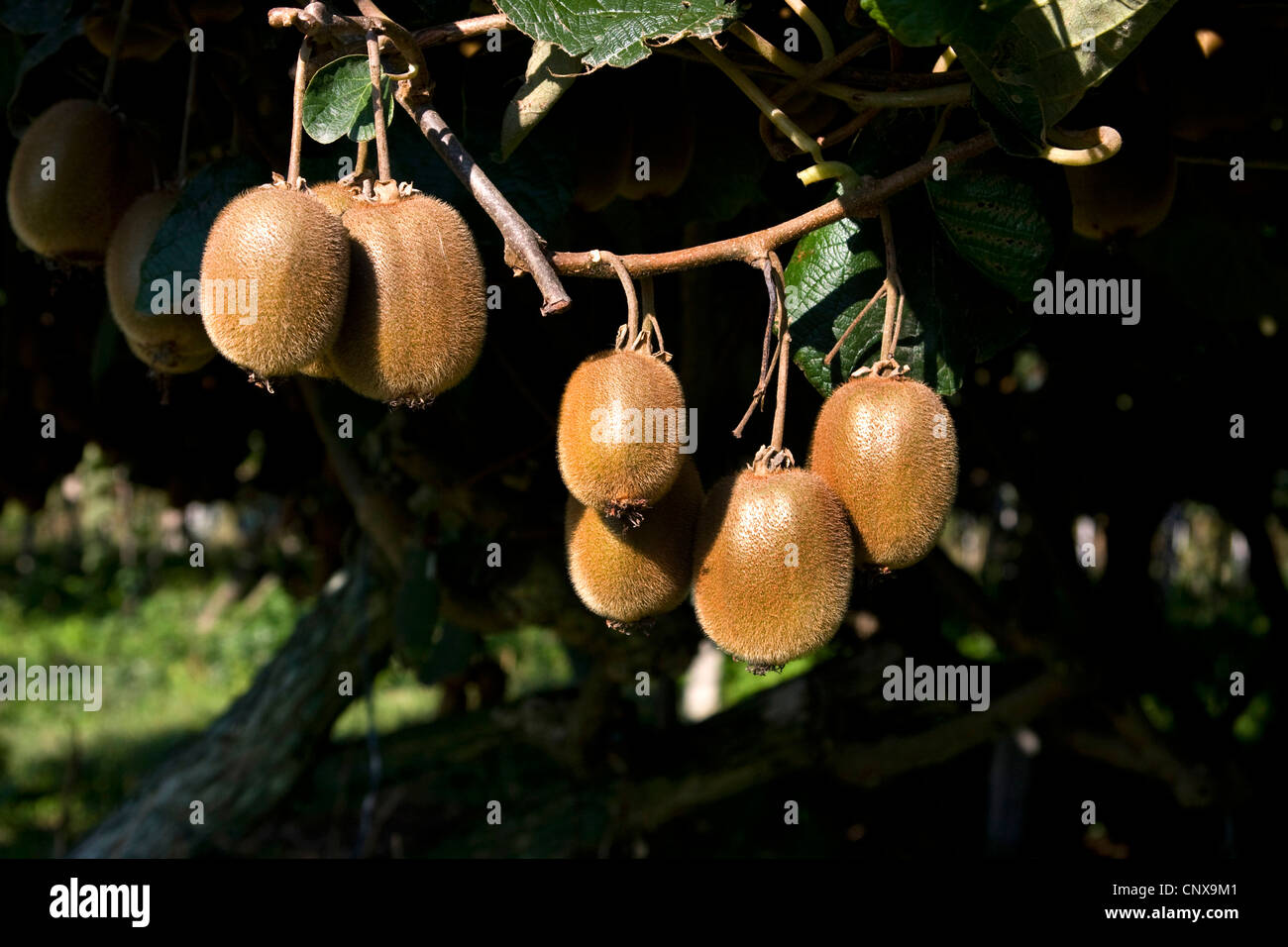 kiwi fruit, Chinese gooseberry (Actinidia deliciosa), kiwi fruits on a