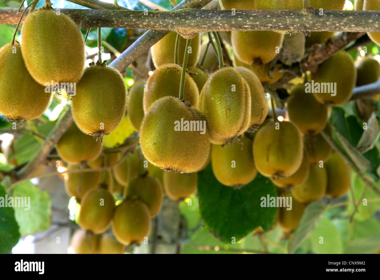 kiwi fruit, Chinese gooseberry (Actinidia deliciosa), kiwi fruits on a branch, Greece Stock Photo