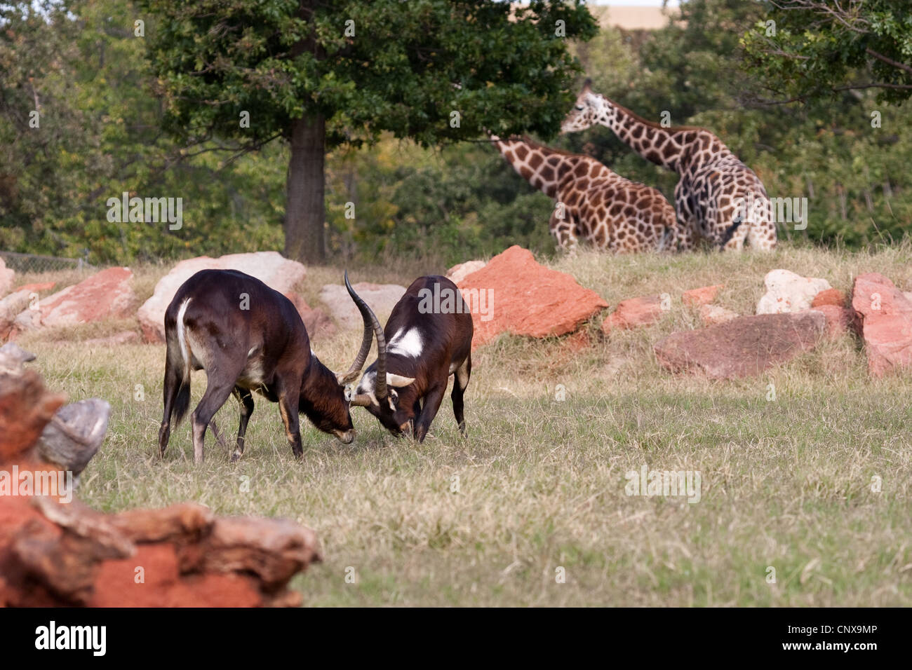 Antelope Hooves Horns Nile Lechwe wasserbock Stock Photo