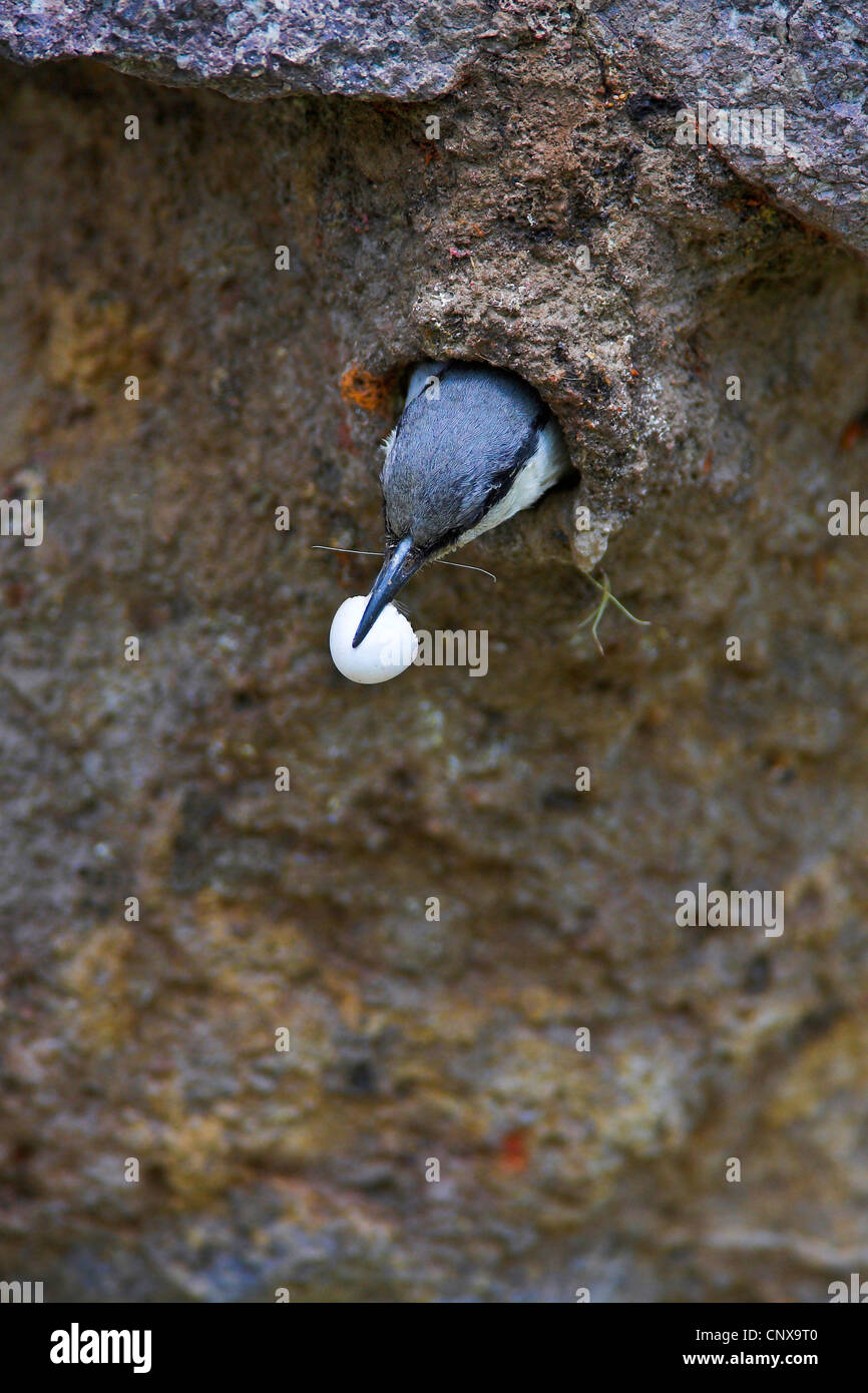 rock nuthatch (Sitta neumayer), removes egg shell from its breeding cave, Greece, Lesbos Stock Photo