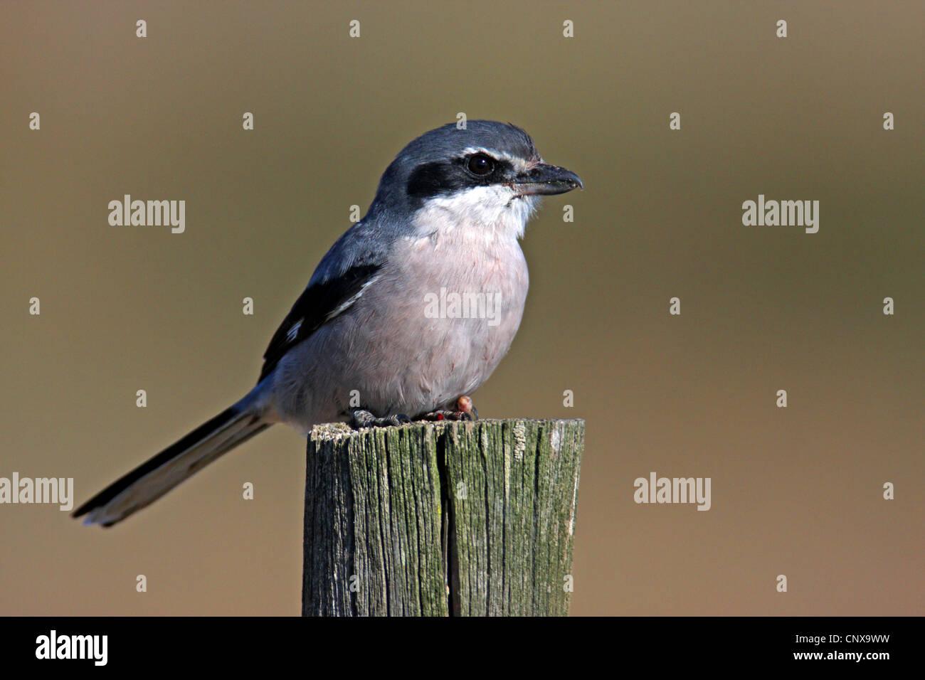 Southern Grey Shrike (Mittelmeer-Raubwuerger), sitting on a wooden post, Spain, Extremadura Stock Photo