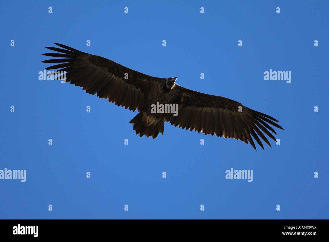 cinereous vulture (Aegypius monachus), flying, Spain, Extremadura Stock Photo