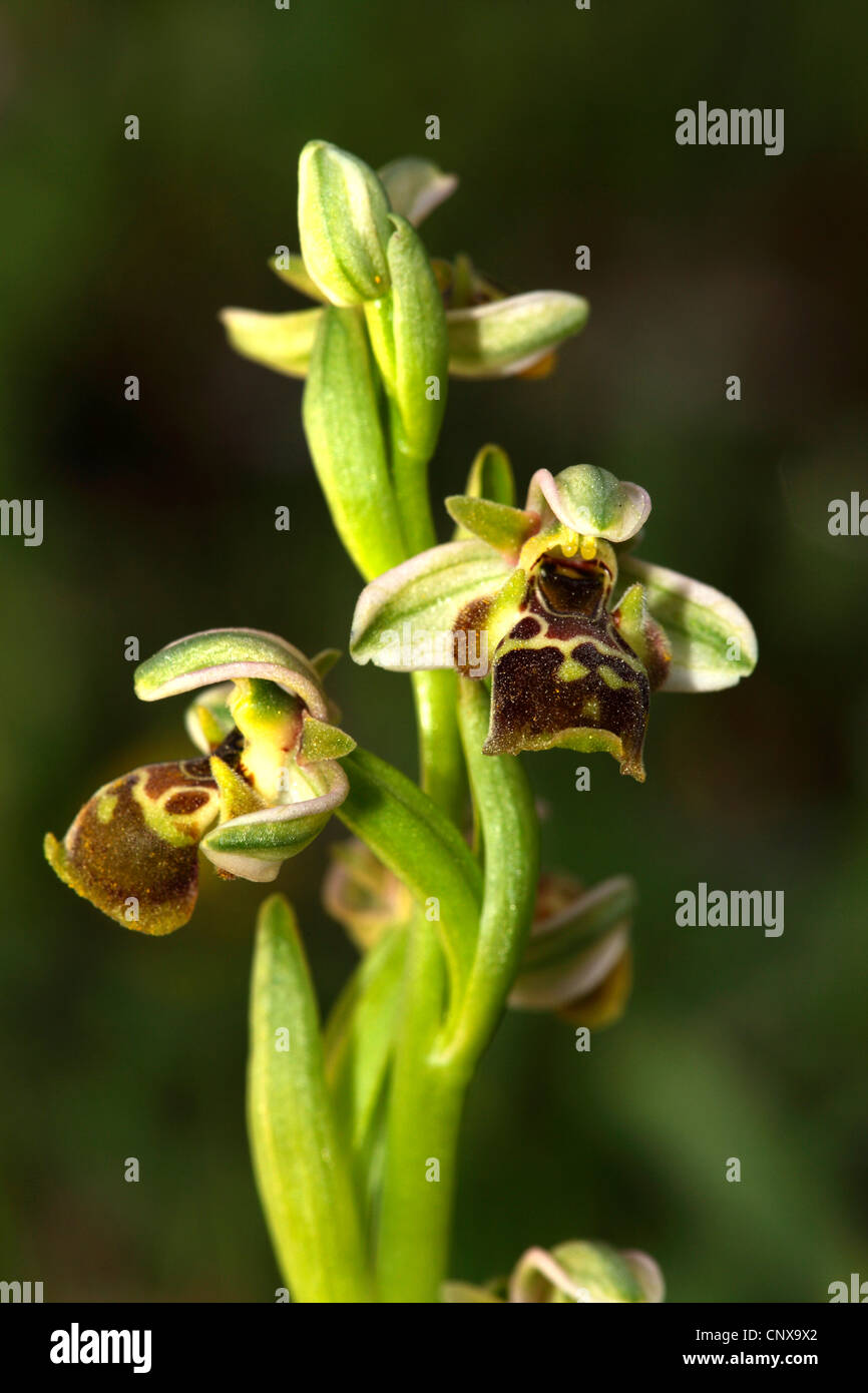 Ophrys umbilicata (Ophrys umbilicata), blooming, Greece, Lesbos Stock Photo