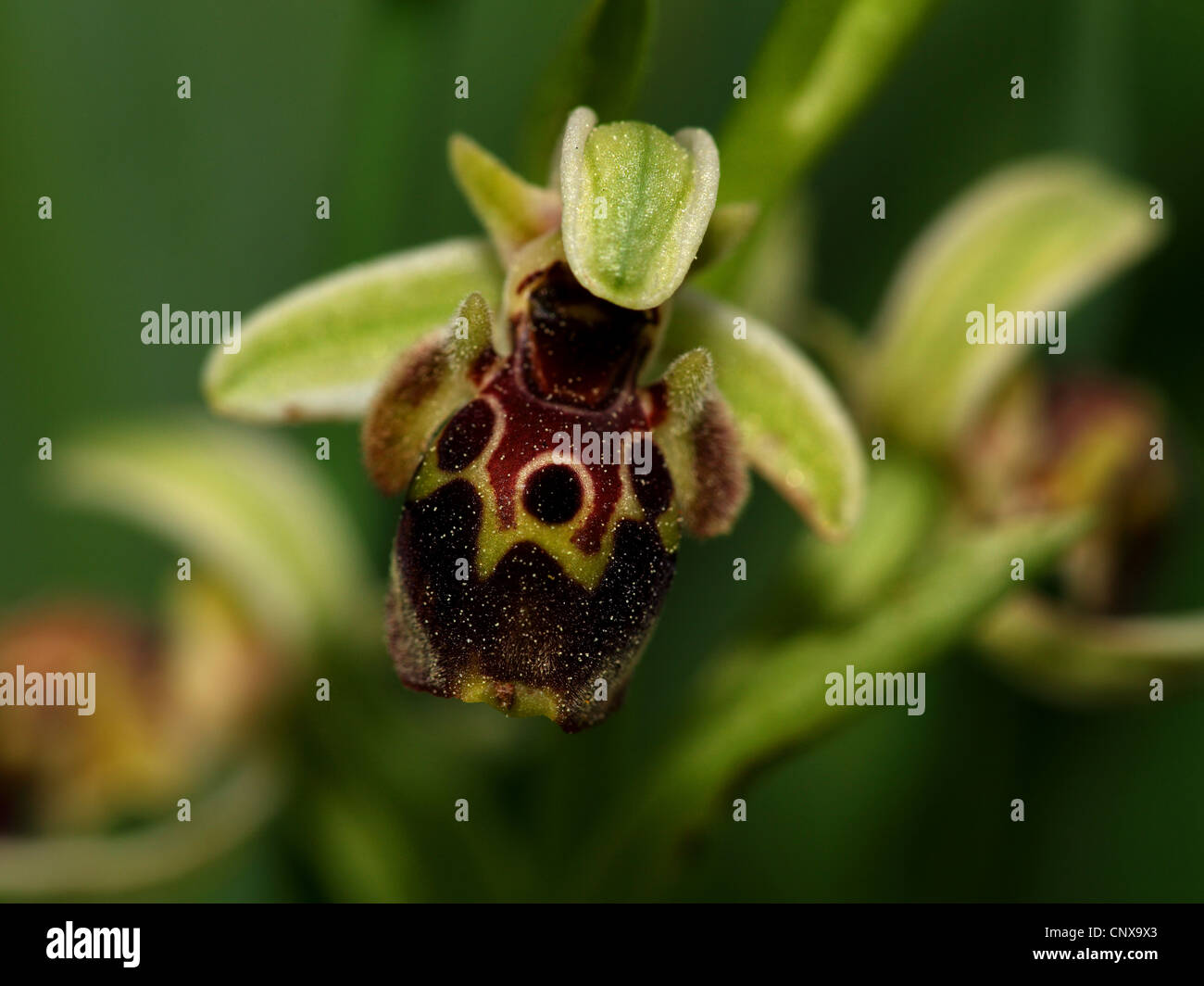 Ophrys umbilicata (Ophrys umbilicata), blooming, Greece, Lesbos Stock Photo