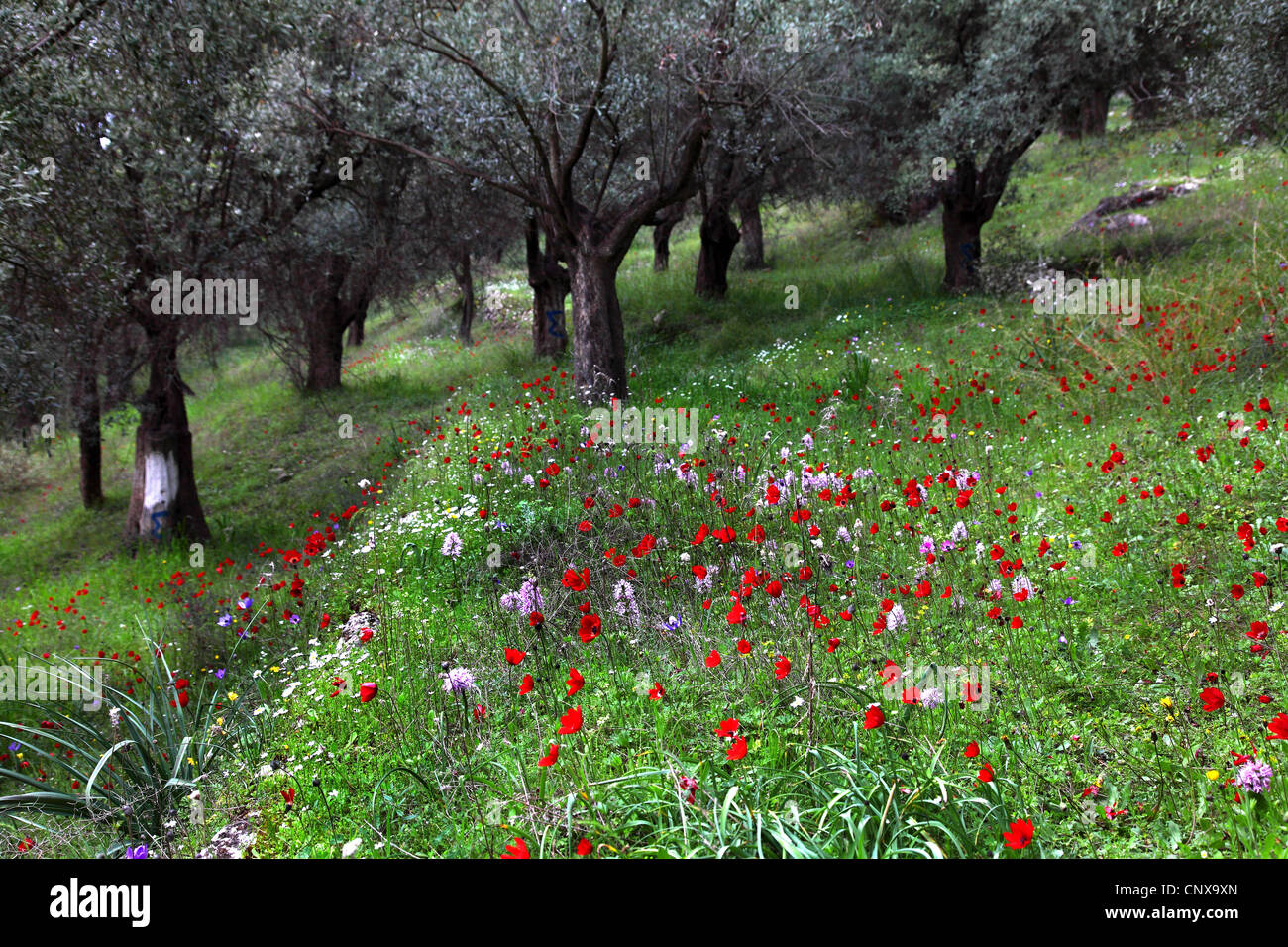 great peacock anemone (Anemone pavonia), with Orchis italica on an olive grove, Greece, Lesbos Stock Photo