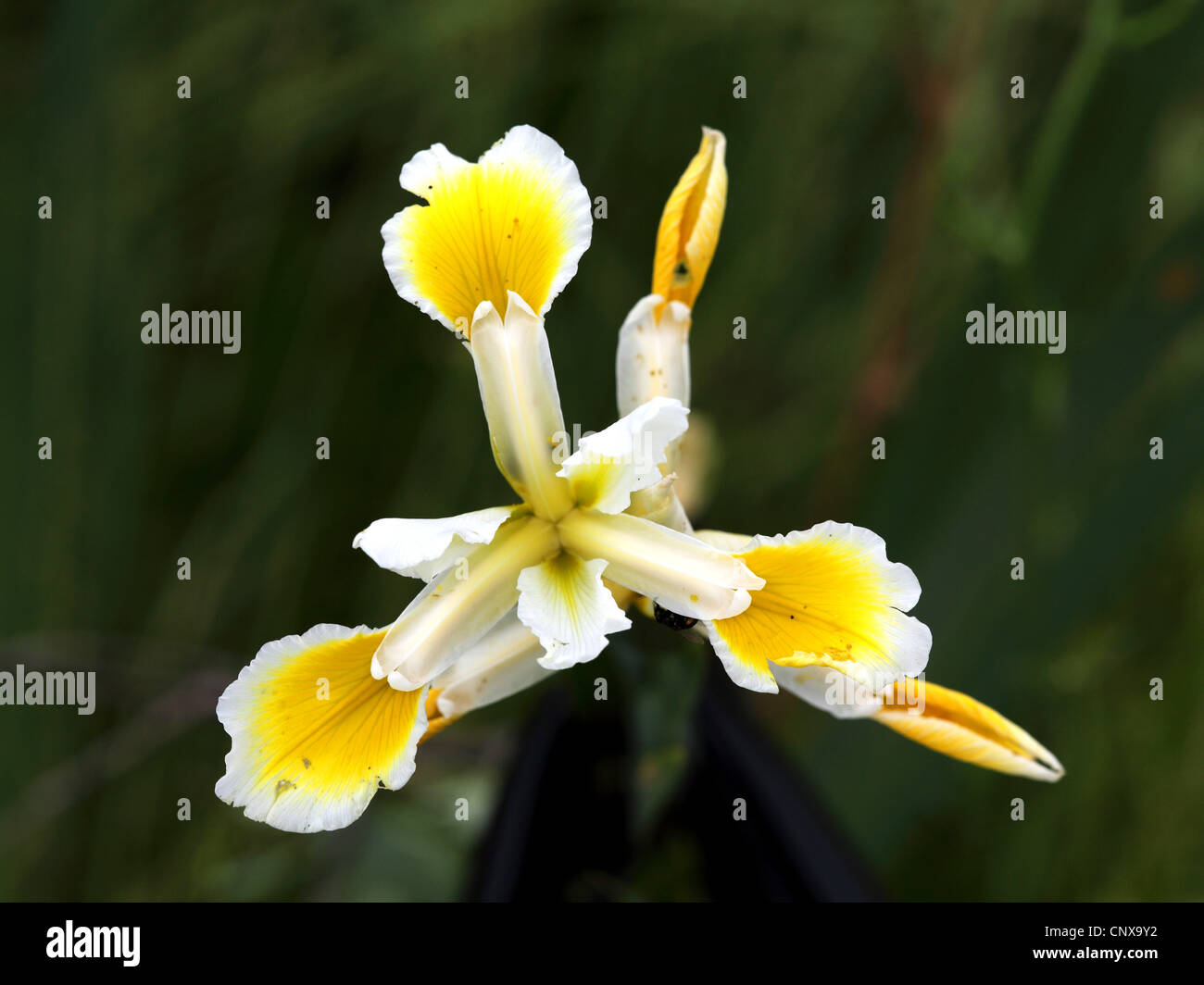 Iris orientalis (Iris orientalis), flowers, Greece, Lesbos Stock Photo