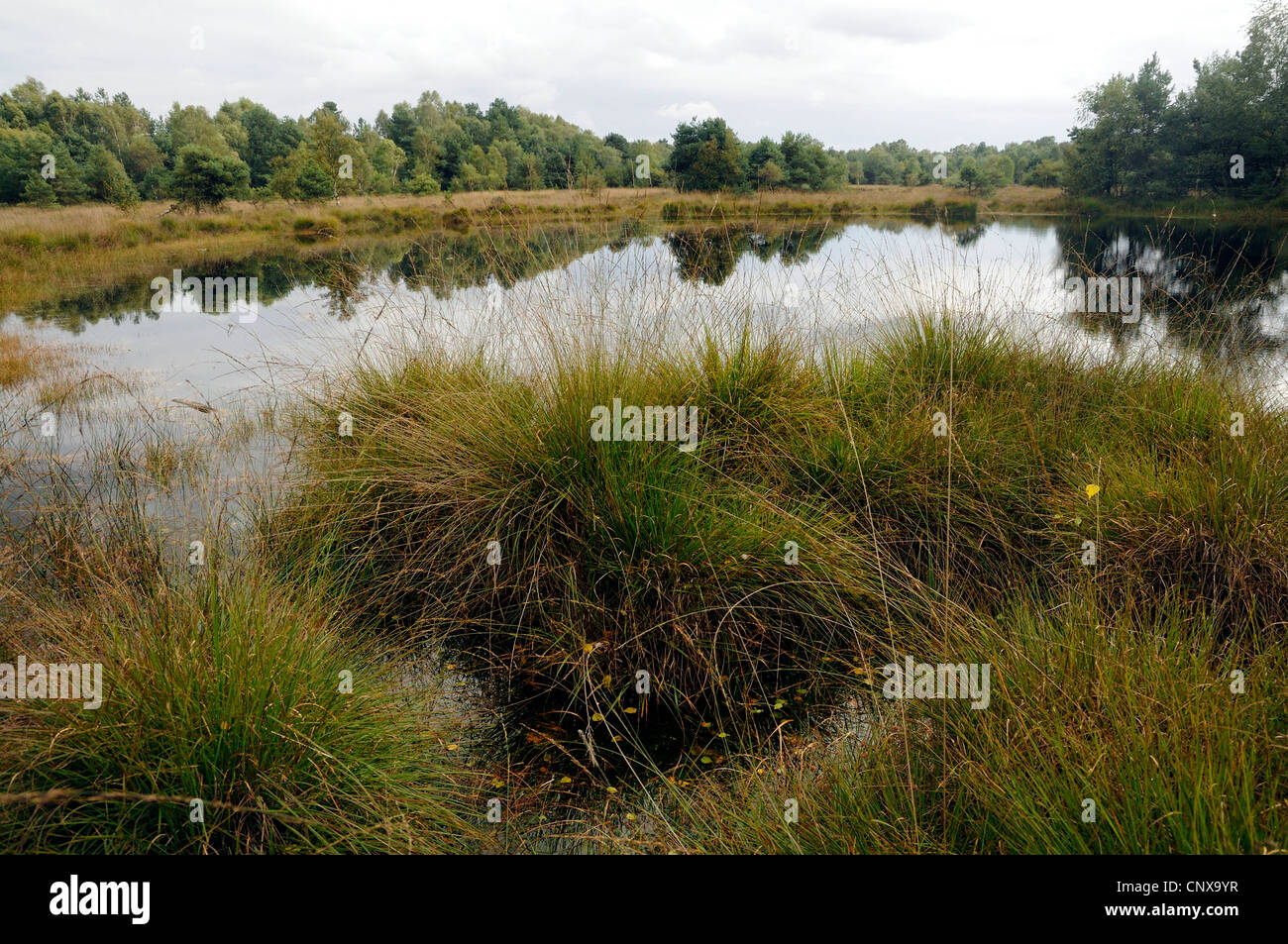 purple moor-grass (Molinia caerulea), bog pond in Gilderhauser Venn, Germany, Lower Saxony, NSG Gildehauser Venn Stock Photo