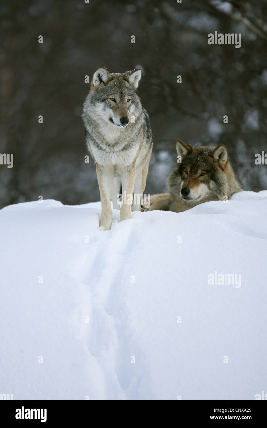 European gray wolf (Canis lupus lupus), two animals on a snow-covered hill, Norway Stock Photo