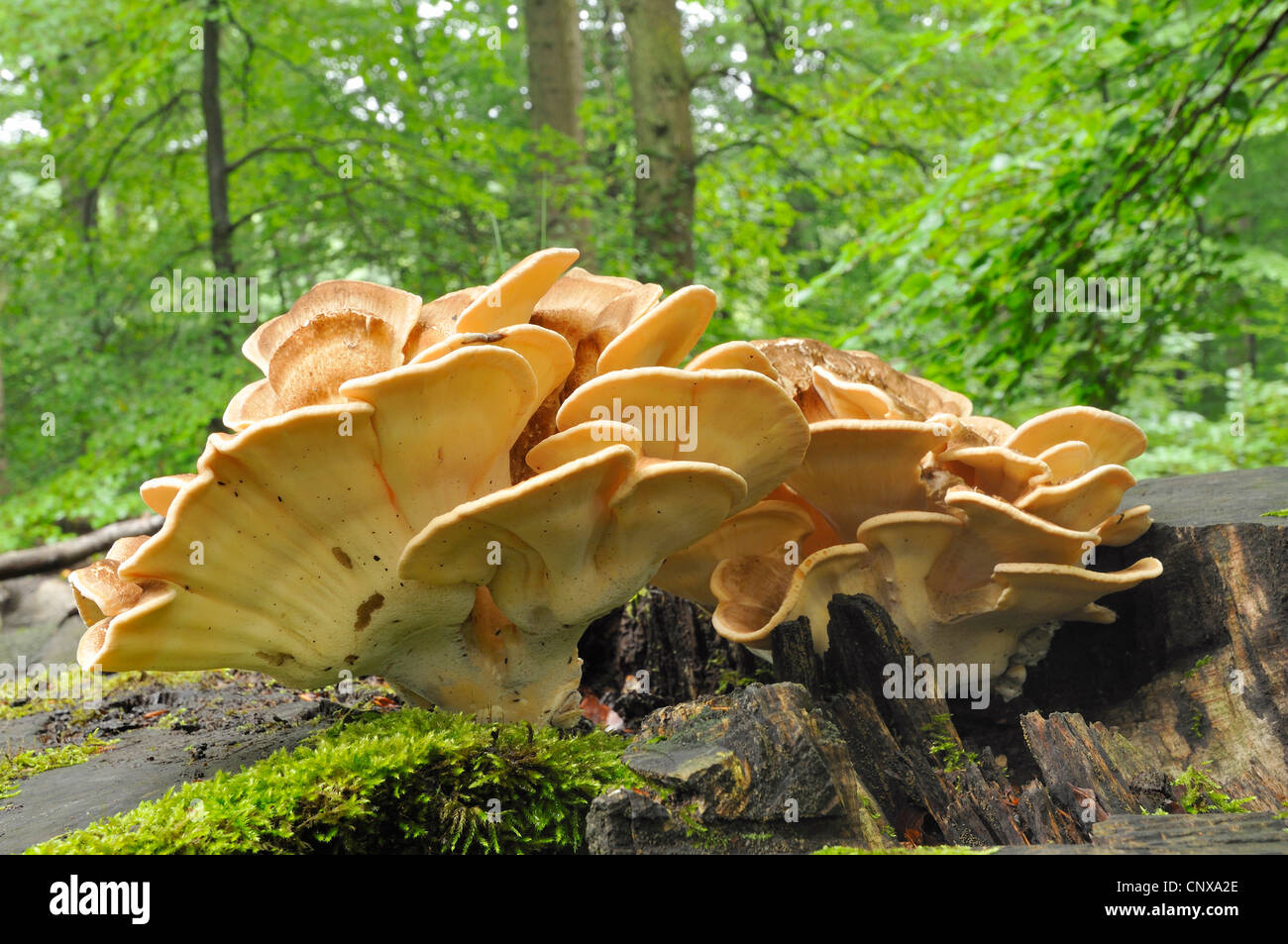 chicken of the woods (Laetiporus sulphureus), on dead wood, Germany Stock Photo
