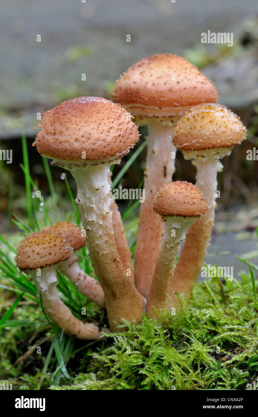 dark honey fungus (Armillaria ostoyae, Armillariella polymyces), fruiting bodies, Germany Stock Photo
