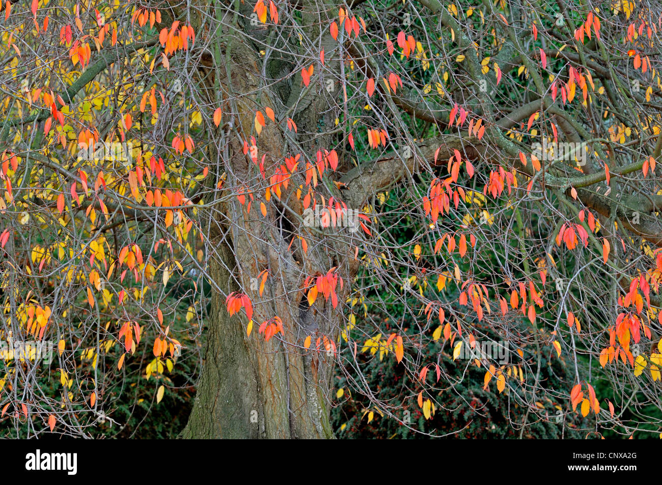 wild cherry, sweet cherry, gean, mazzard (Prunus avium), in autum, Germany Stock Photo