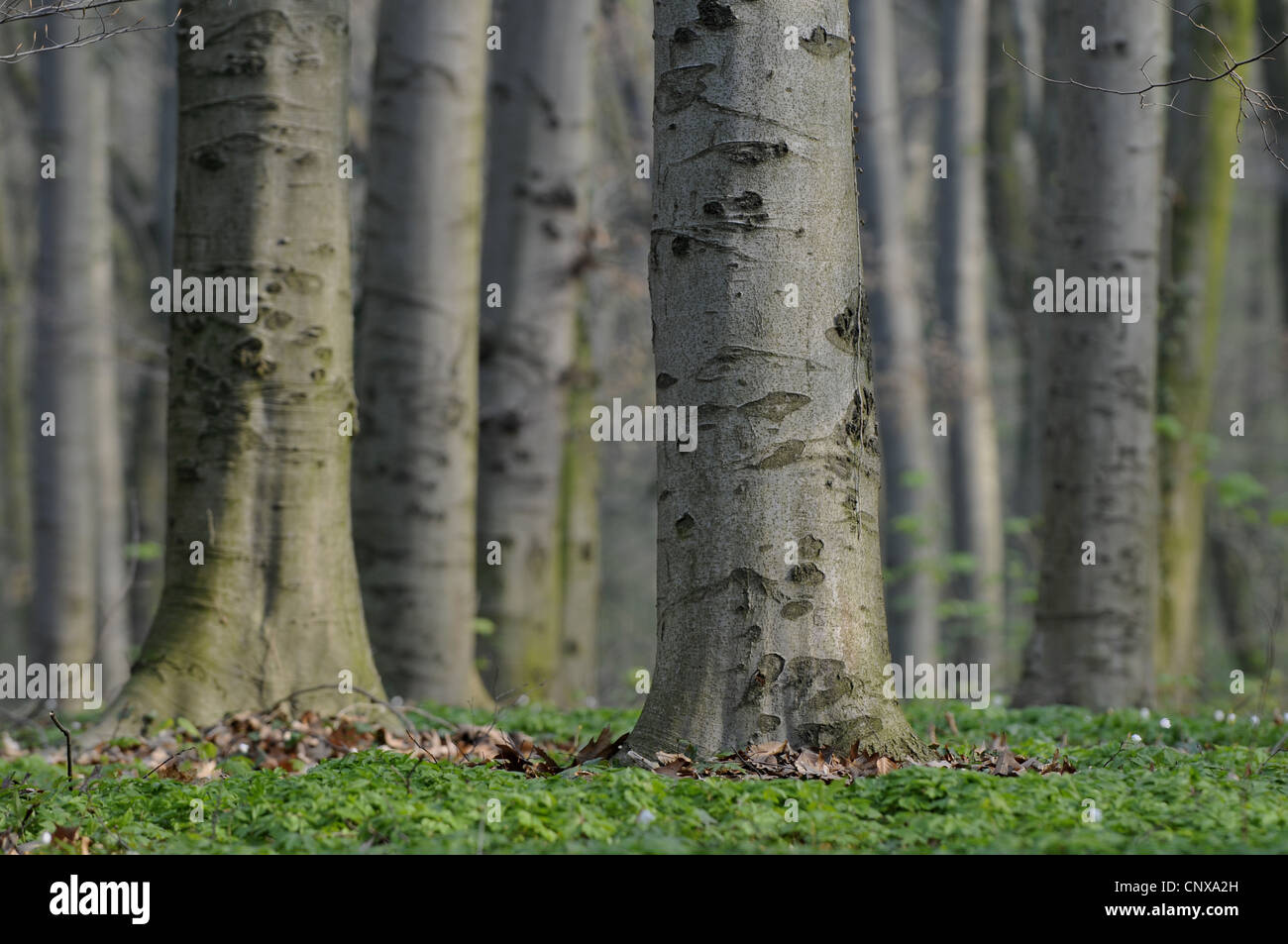 common beech (Fagus sylvatica), beech wood in spring, Germany Stock Photo