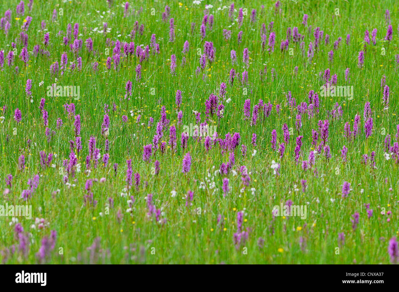 marsh meadows with orchids, Germany, Baden-Wuerttemberg, Black Forest Stock Photo