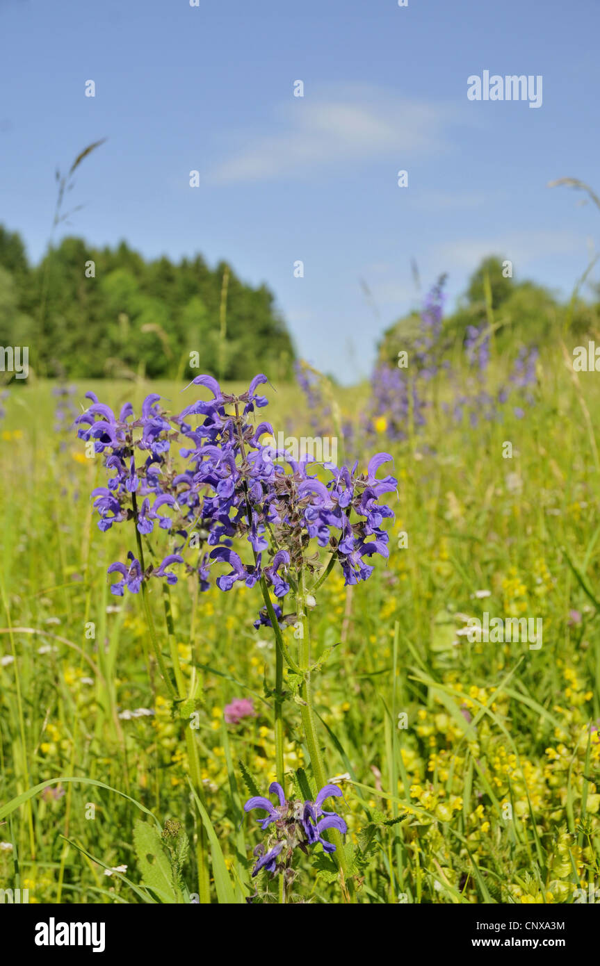 meadow clary, meadow sage (Salvia pratensis), blooming, Germany Stock