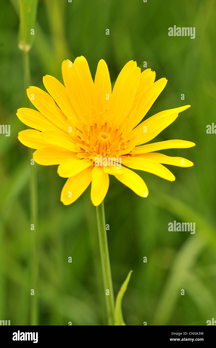 Oriental Goet's Beart, Jack-Go-To-Bed-At-Noon (Tragopogon pratensis ...