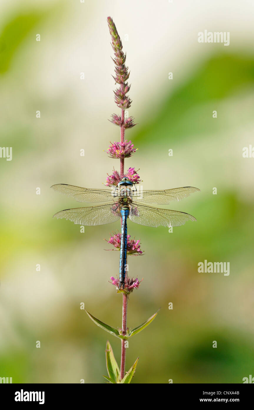 emperor dragonfly (Anax imperator), sitting at purple loosestrife, Germany Stock Photo