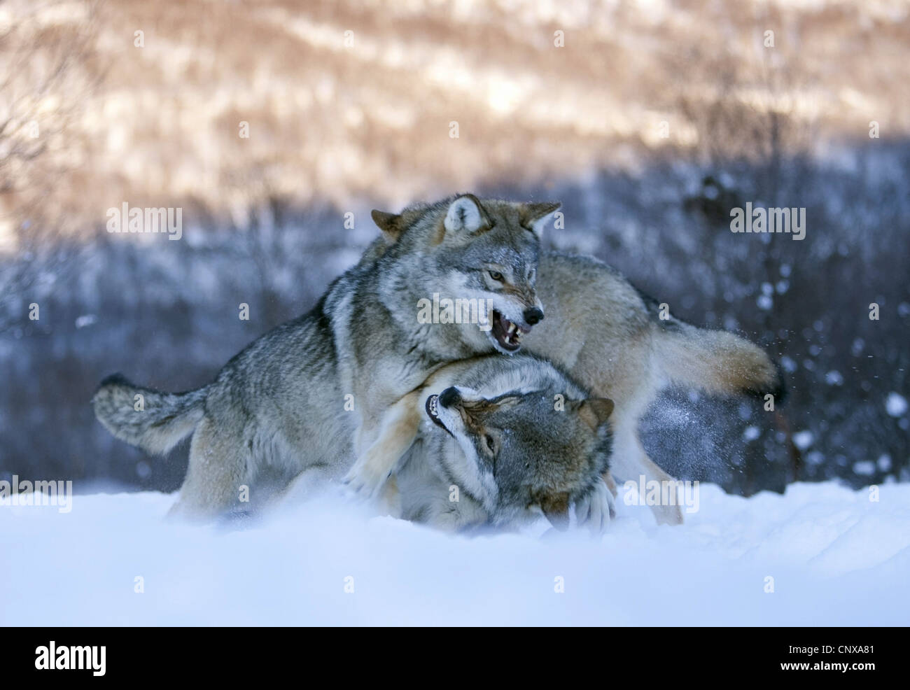 European gray wolf (Canis lupus lupus), three animals pack fighting on a snow field to establish dominance, Norway Stock Photo