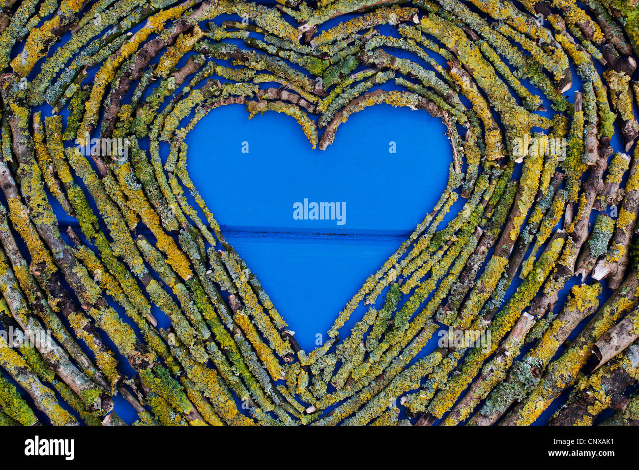 Heart shape on blue wood made from sticks and lichen Stock Photo