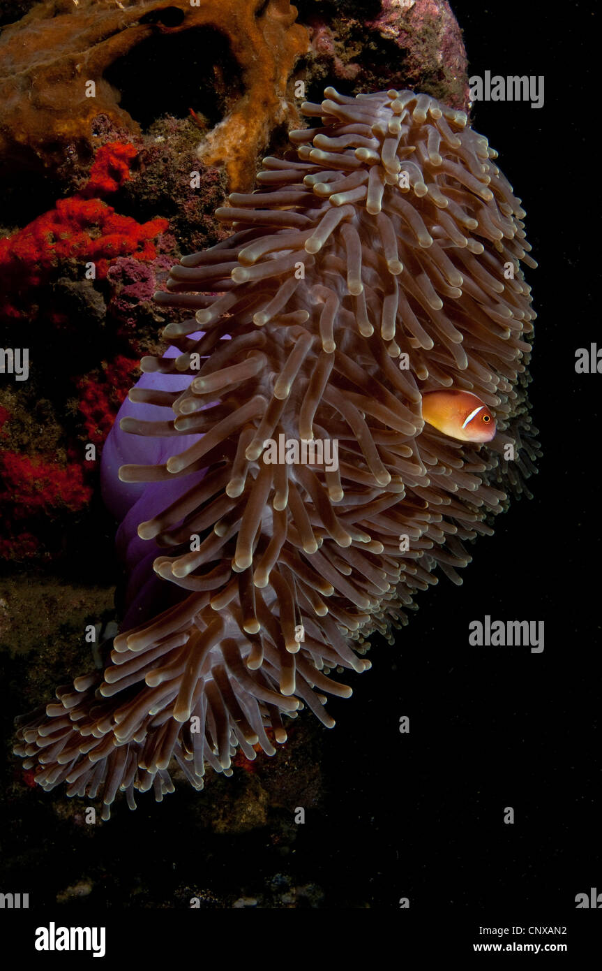 Anemone ball and pink anemonefish on the KBR House Reef in the Lembeh Straits of Indonesia Stock Photo