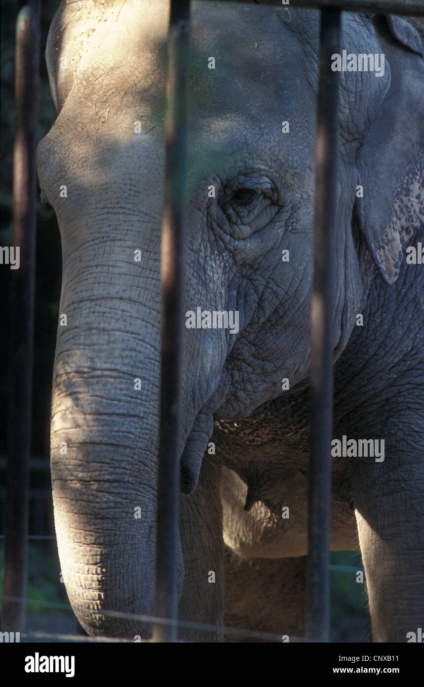 Asian Elephant,  Elephas maximus,  Elephantidae, Mammalisa. In captivity. Stock Photo
