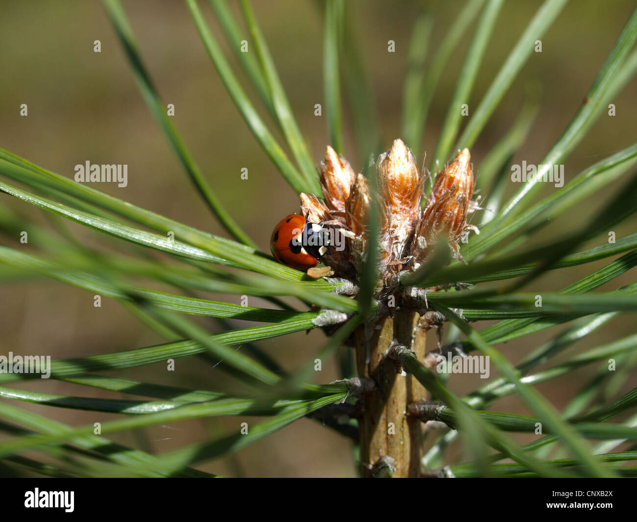 ladybird beetle, ladybugs / Coccinellidae / Marienkäfer Stock Photo