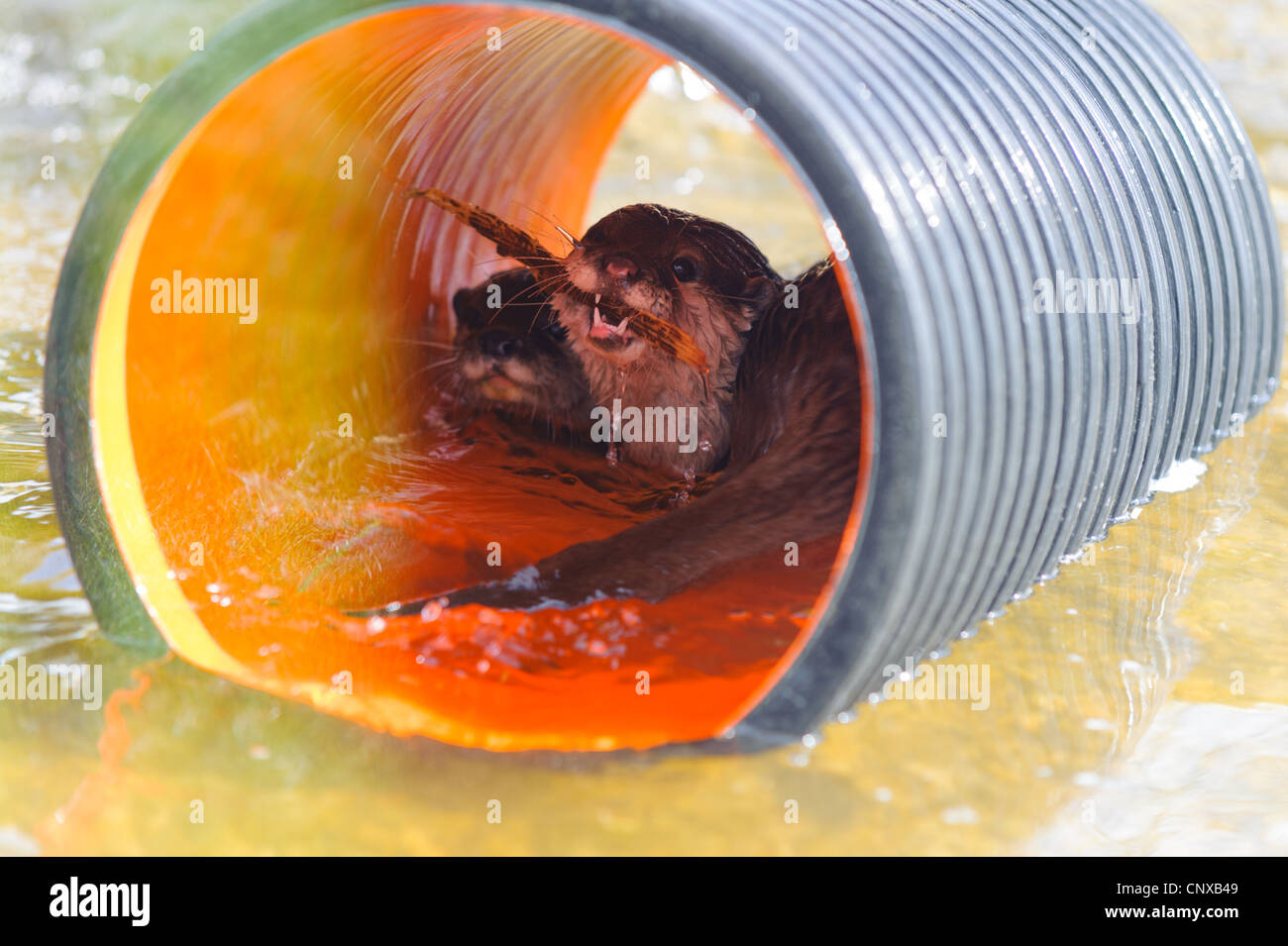 2 otters playing in a tube. Stock Photo