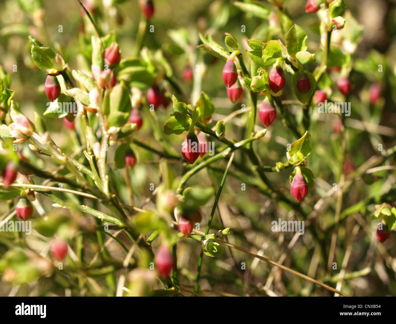 blueberry bush in spring / Vaccinium myrtillus / Heidelbeerstrauch im