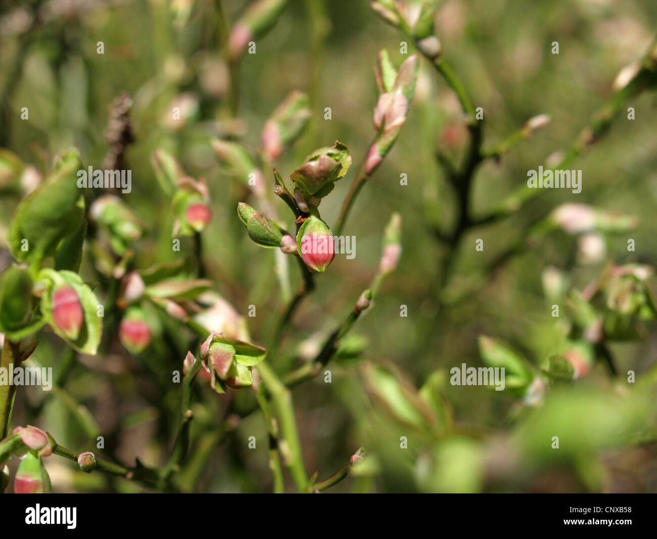 blueberry bush in spring / Vaccinium myrtillus / Heidelbeerstrauch im