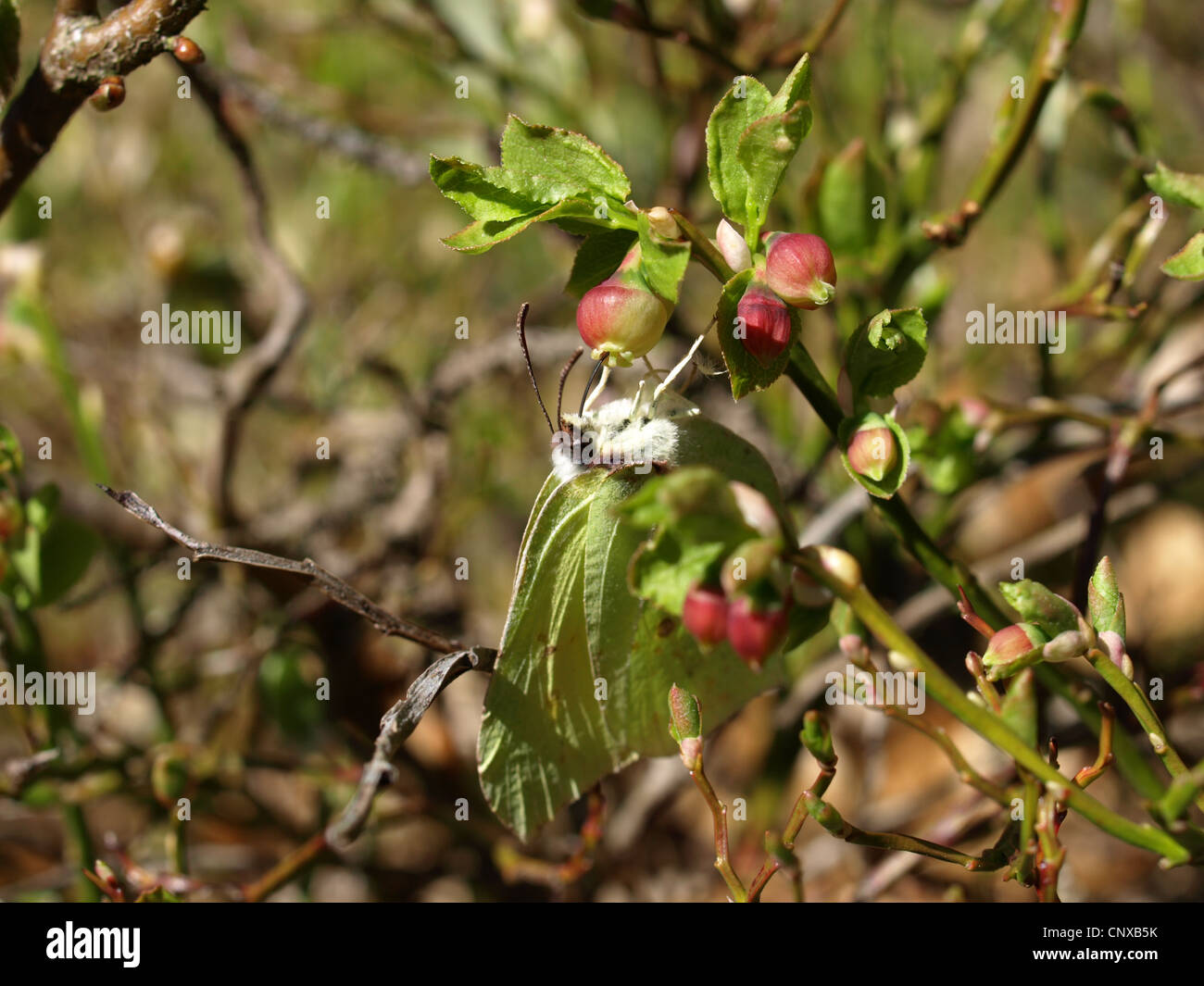 Common Brimstone on a blueberry bush in spring / Gonepteryx rhamni / Zitronenfalter an Heidelbeerblüten im Frühling Stock Photo