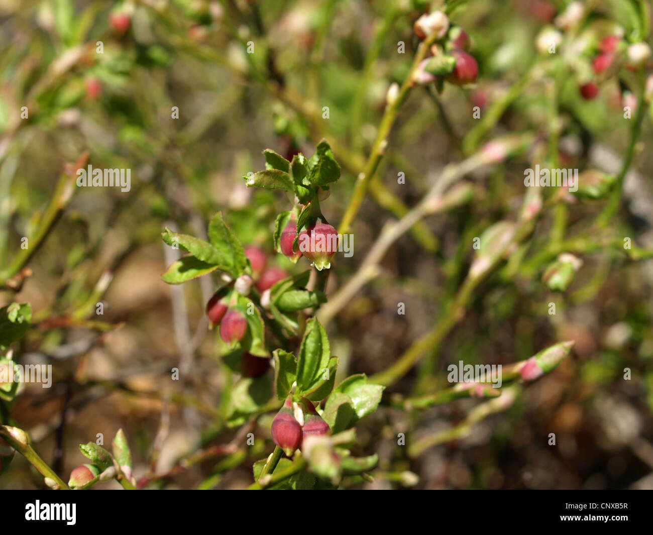 blueberry bush in spring / Vaccinium myrtillus / Heidelbeerstrauch im