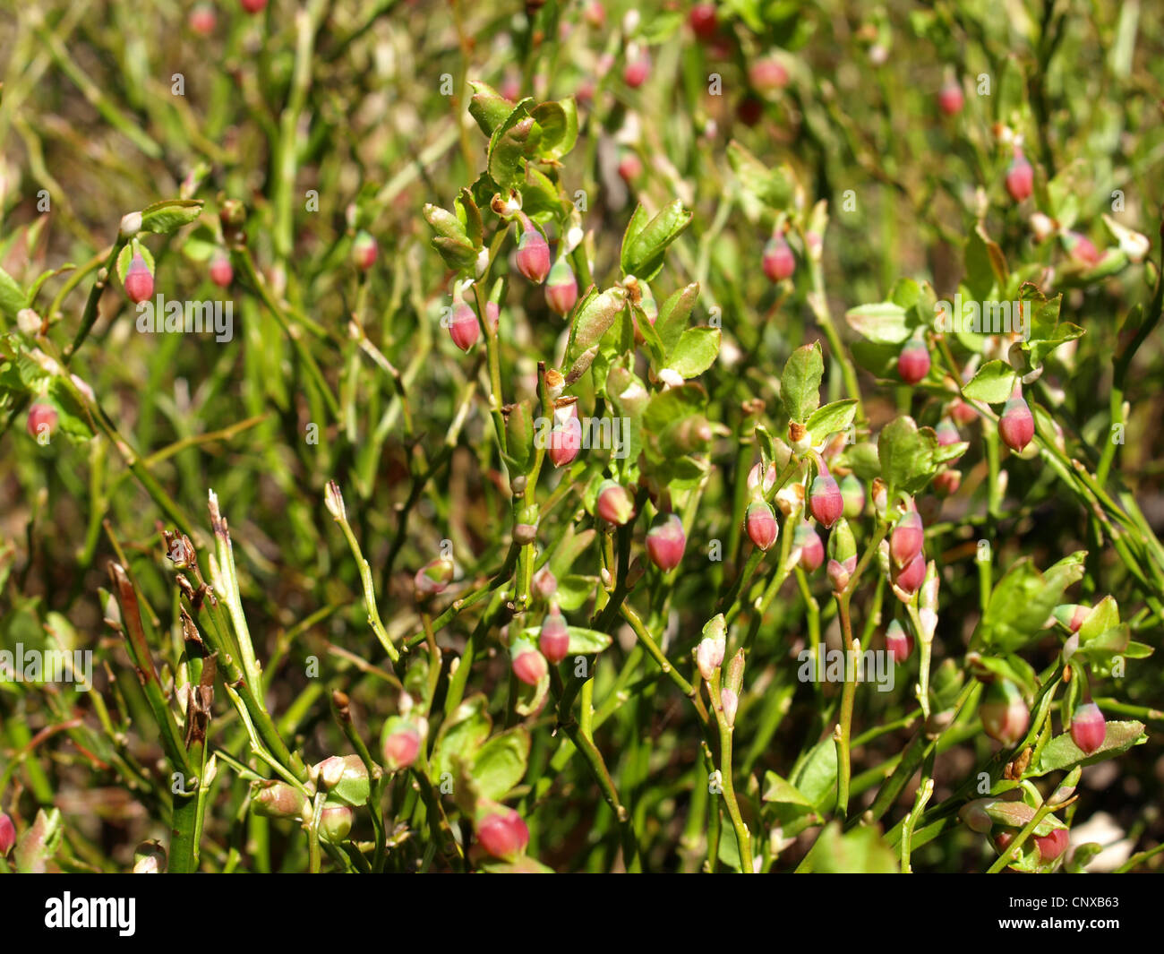 blueberry bush in spring / Vaccinium myrtillus / Heidelbeerstrauch im